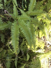 Dicranopteris