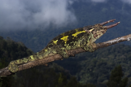 Wemer's Chameleon, Trioceros werneri