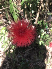 Calliandra haematocephala