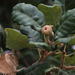 Quercus faginea broteroi - Photo 由 Tony Rebelo 所上傳的 (c) Tony Rebelo，保留部份權利CC BY-SA