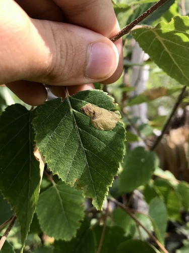 Amber-marked Birch Leaf-miner Sawfly photo 4