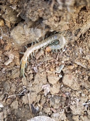 Scolopendra polymorpha