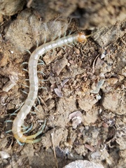 Scolopendra polymorpha