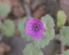 Phacelia calthifolia