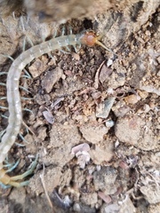 Scolopendra polymorpha