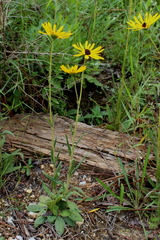 Helianthus heterophyllus