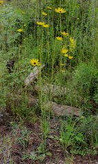 Helianthus heterophyllus