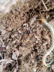 Scolopendra polymorpha