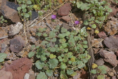 Phacelia calthifolia