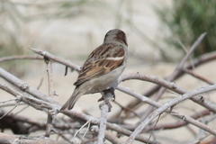 Passer domesticus