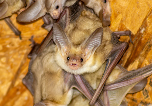 Pallid Bat
