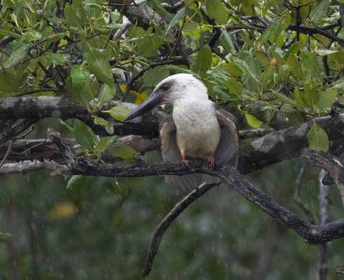 Great-billed Kingfisher (Pelargopsis melanorhyncha)