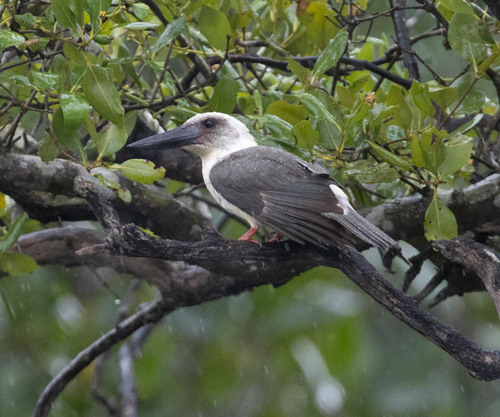 Great-billed Kingfisher (Pelargopsis melanorhyncha), photo 2
