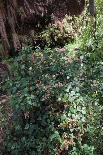 Ageratina adenophora image