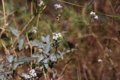 Crambe fruticosa