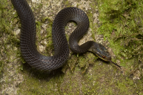 Tornier's cat snake, Crotaphopeltis tornieri