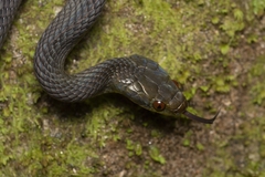 Tornier's Cat Snake photo 1