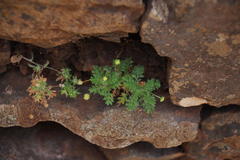 Cotula australis image