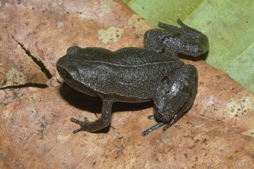 African Banana Frog, Hoplophryne uluguruensis