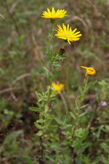 Heterotheca camporum glandulissima