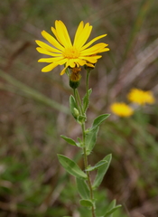 Heterotheca camporum glandulissima