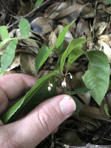 Image of Ardisia japonica by no rights reserved