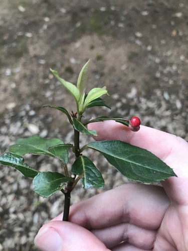 Image of Ardisia japonica by no rights reserved
