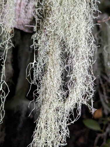 iNaturalist observation photo of lace lichen