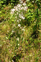 Hypochaeris chillensis