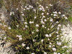 Sorocephalus lanatus