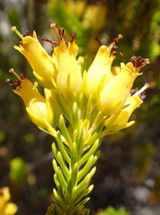 Erica parilis parilis