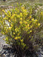 Erica parilis parilis