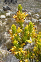 Erica parilis parilis