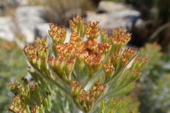 Paranomus tomentosus