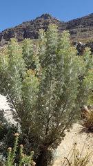 Paranomus tomentosus