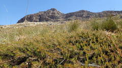 Protea witzenbergiana