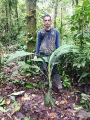 Chamaedorea pauciflora