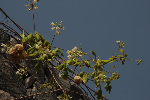 Cardiospermum grandiflorum image