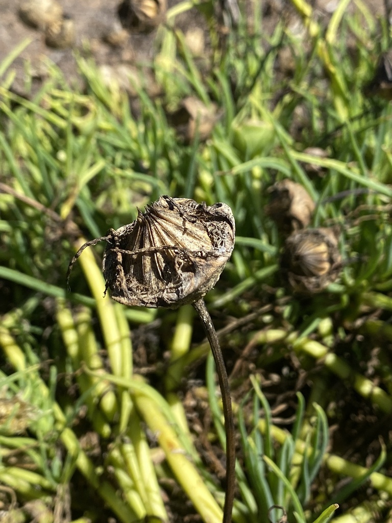 Pig's-root from Montaña de Oro State Park, Los Osos, CA, US on August ...