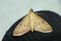 Herpetogramma basalis