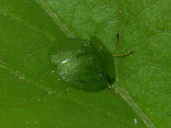 Aspidimorpha confinis