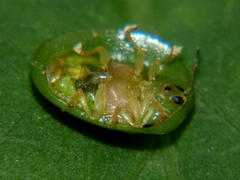 Aspidimorpha confinis
