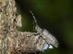 Eunidia spilota