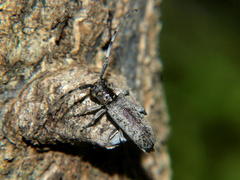 Eunidia spilota