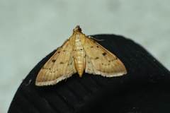 Herpetogramma basalis