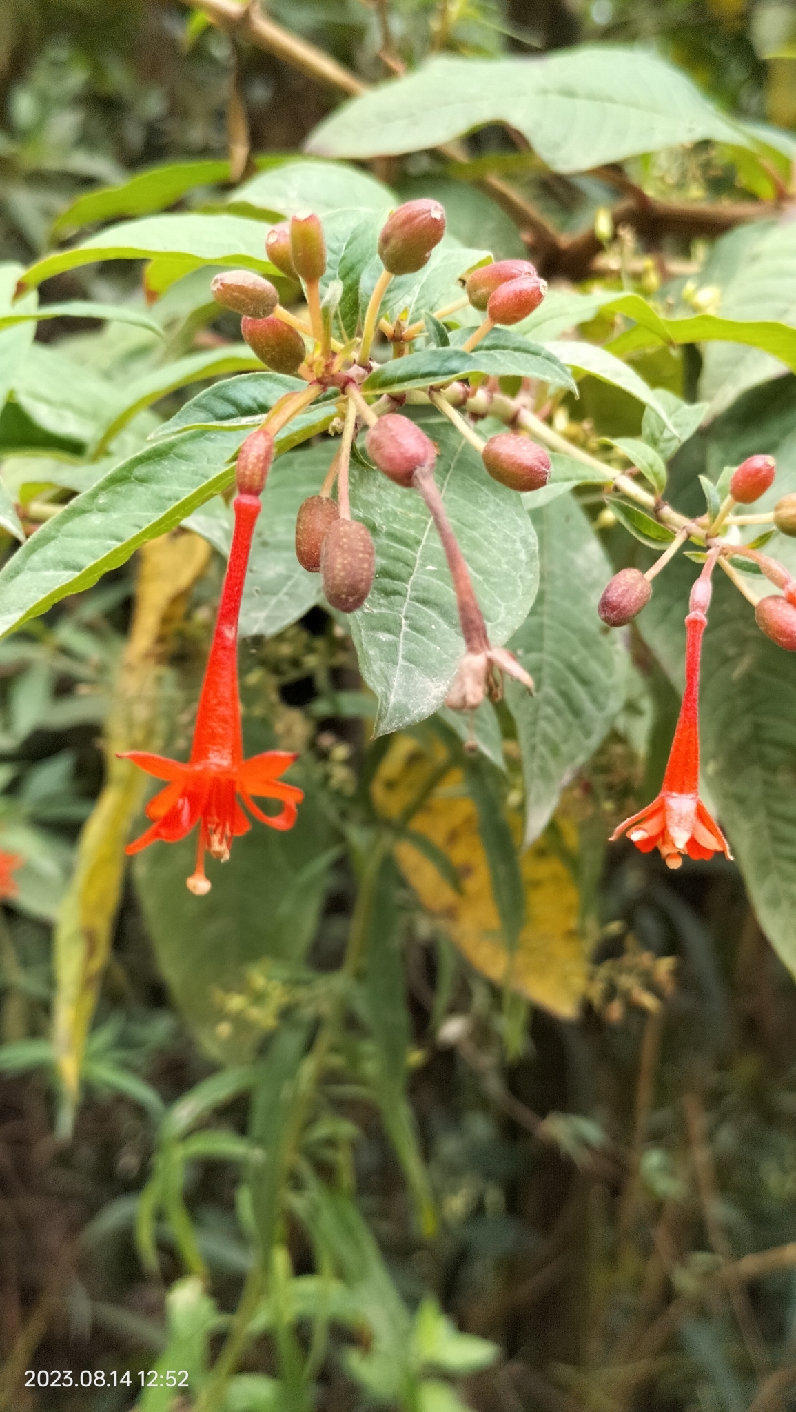 Fuchsia abrupta