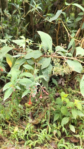 Image of Fuchsia Abrupta (Fuchsia abrupta) by (c) Floro Ortiz Contreras, some rights reserved (CC BY)