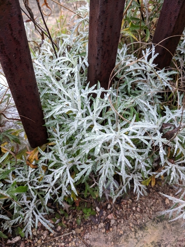 Artemisia ludoviciana