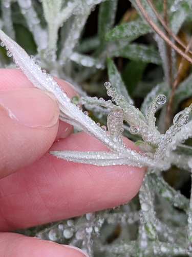 Artemisia ludoviciana