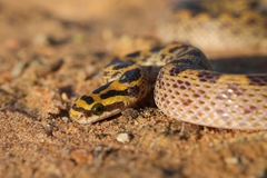 Fisk's House Snake photo 2